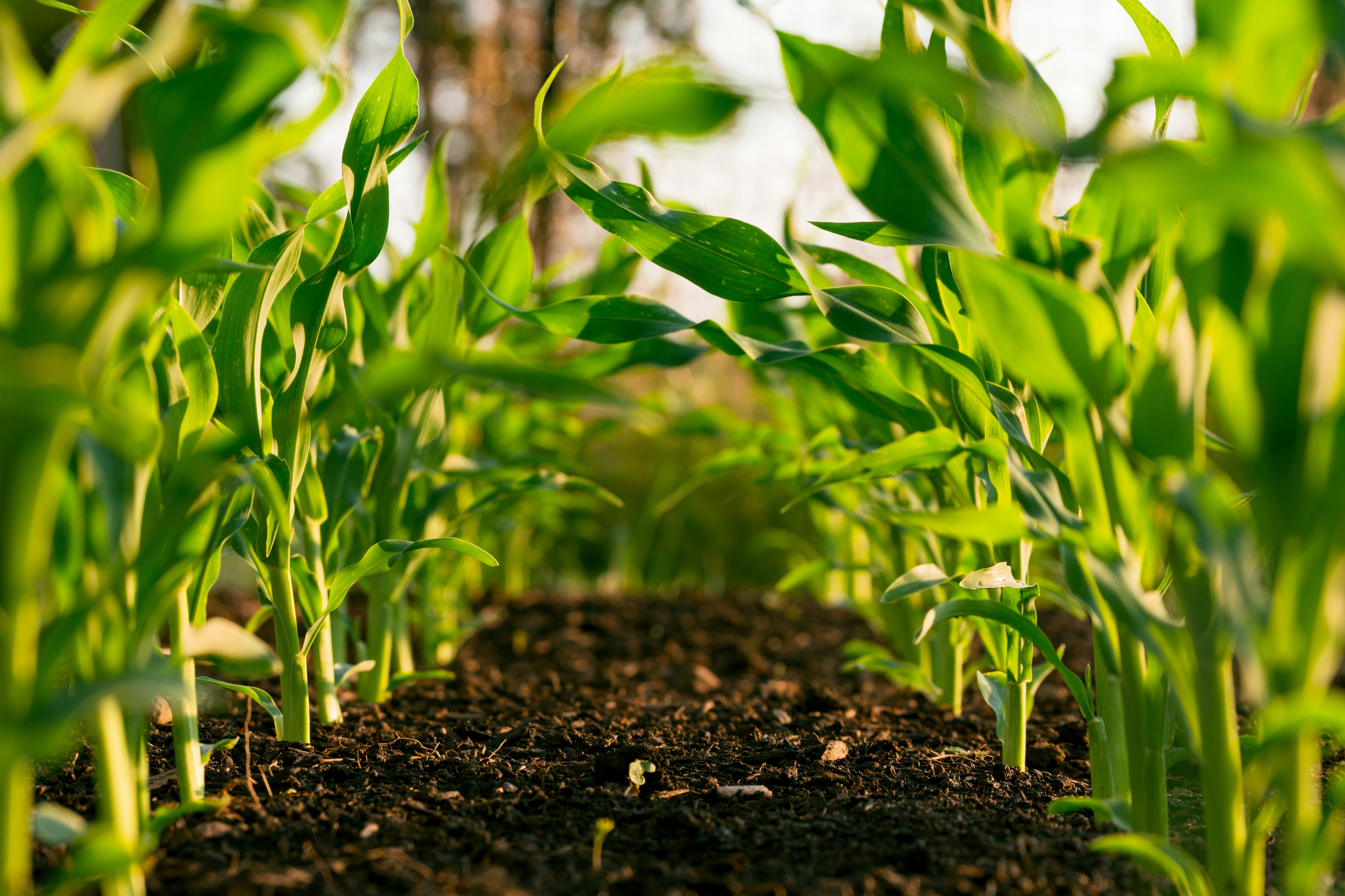 Soluciones biológicas para el campo