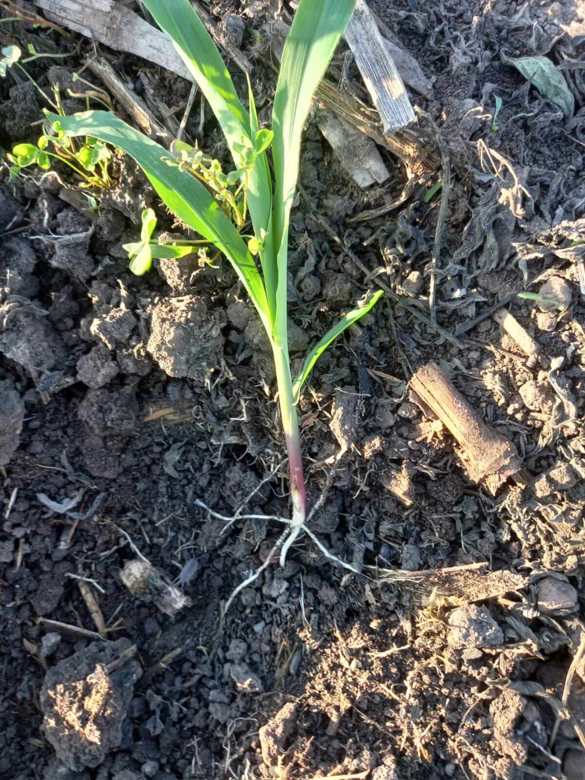 Cultivo de maíz