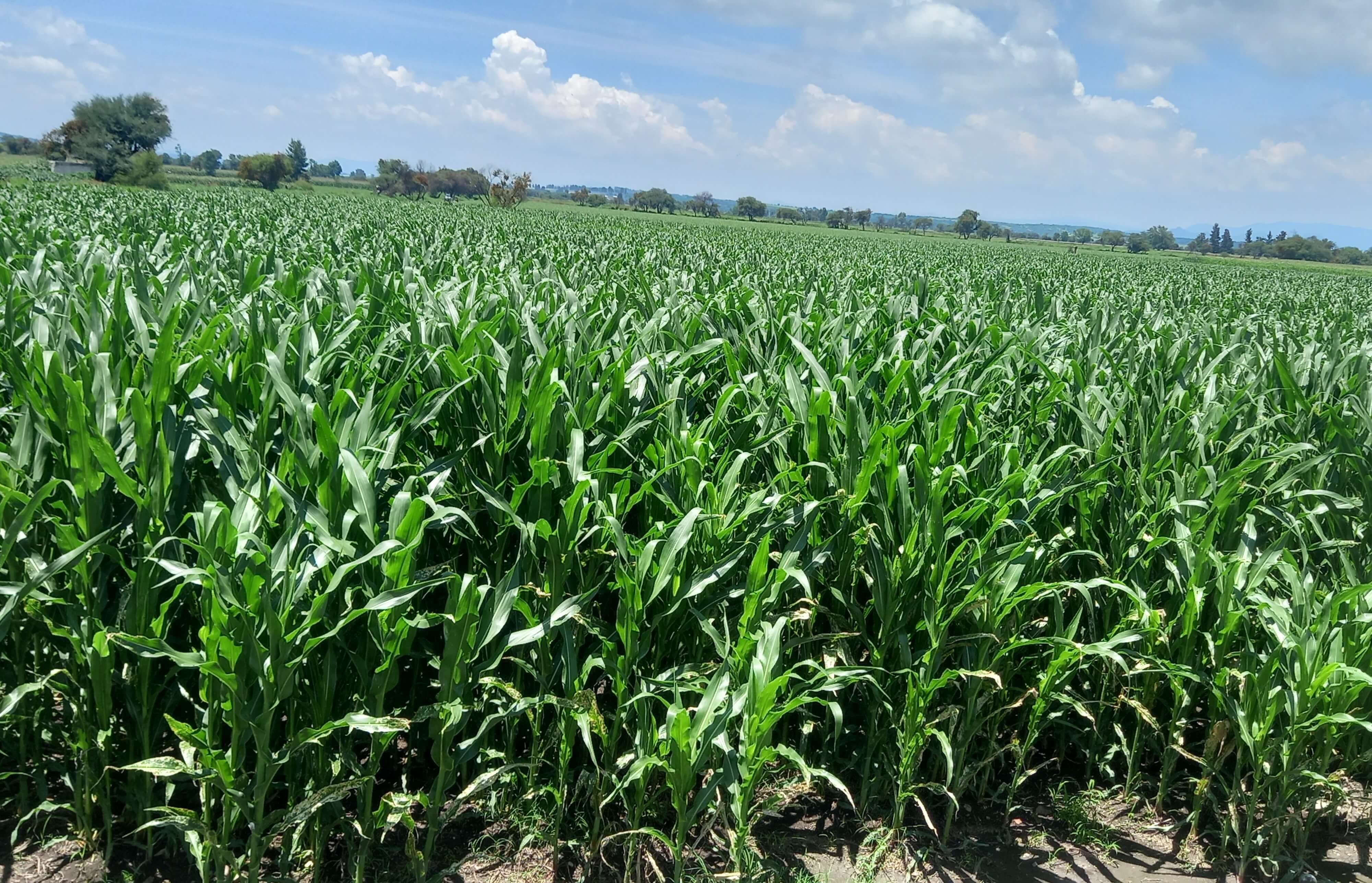 Cultivo de hortalizas