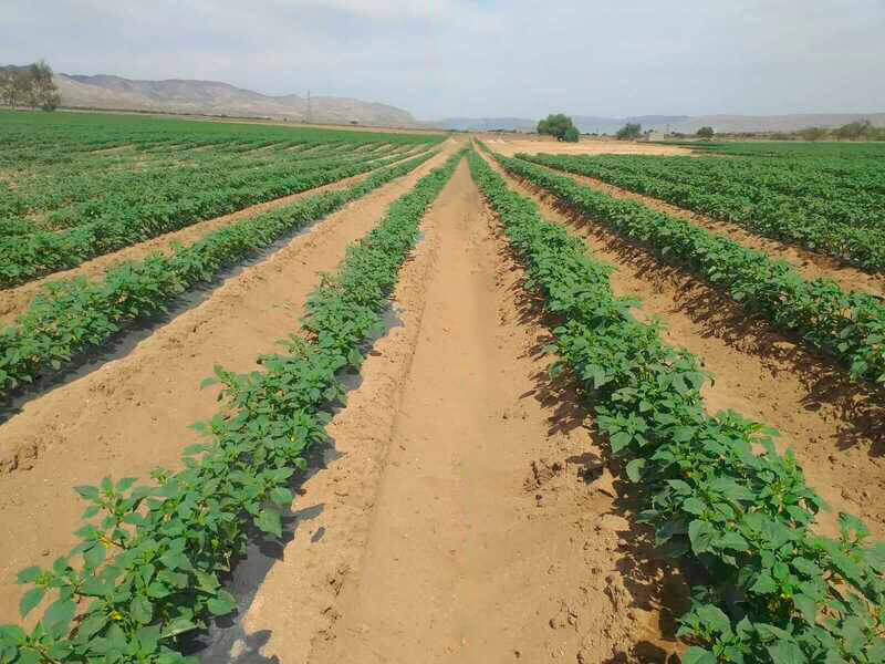 Comparación visual entre cultivo tratado y testigo