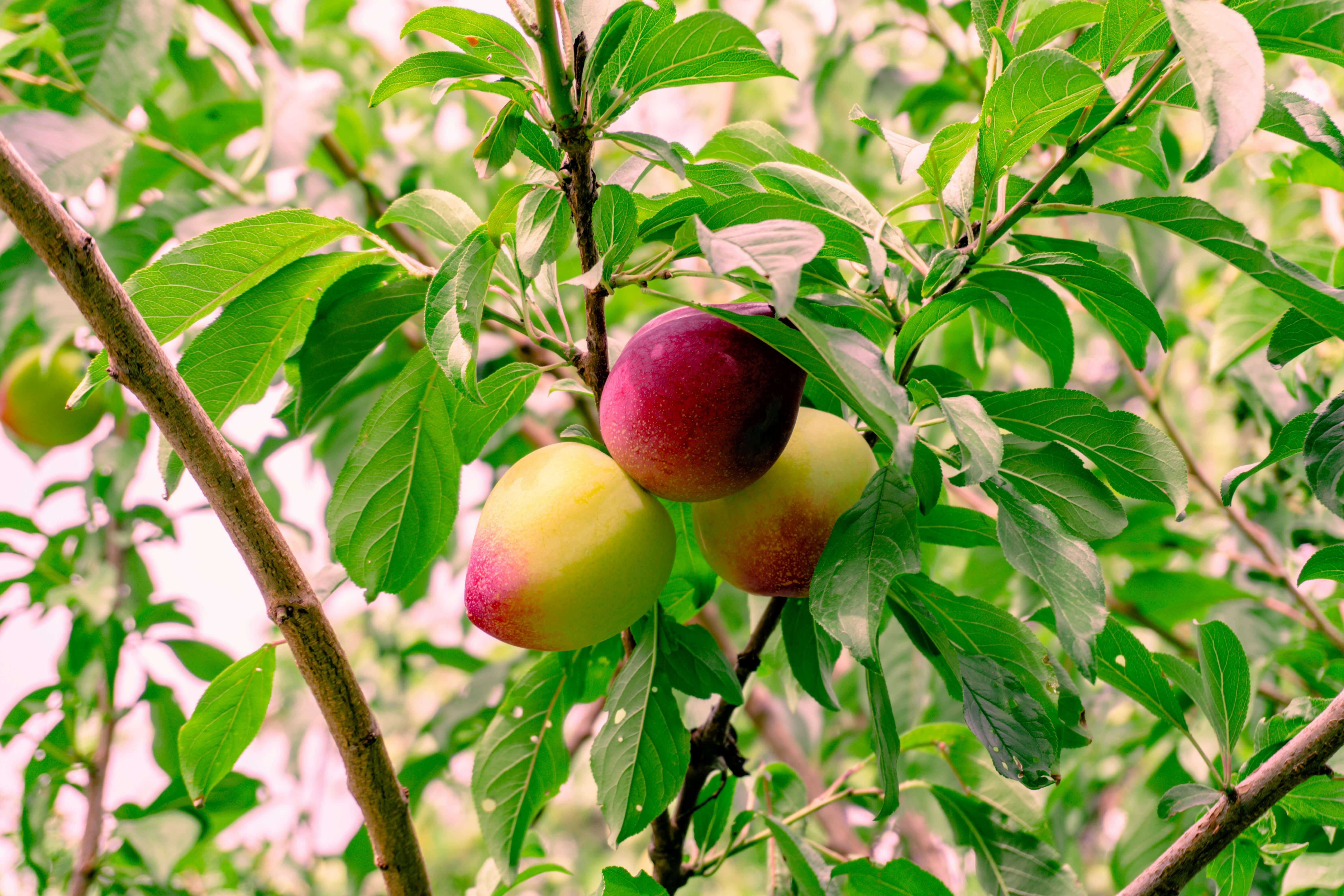 Cultivo en floración y amarre de frutos con Fortalece