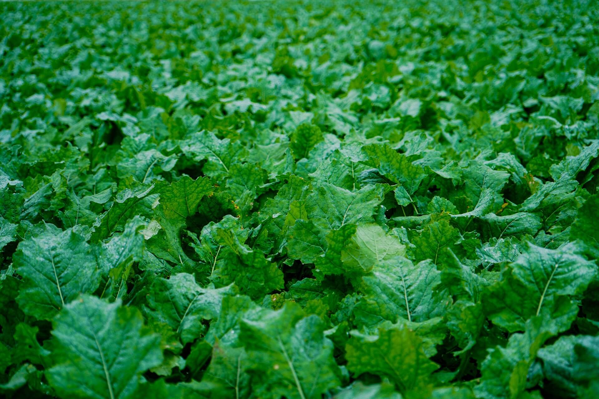 Nutrición vegetal